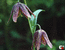 Любимый цветок певца - дикий степной тюльпан-"воронец"